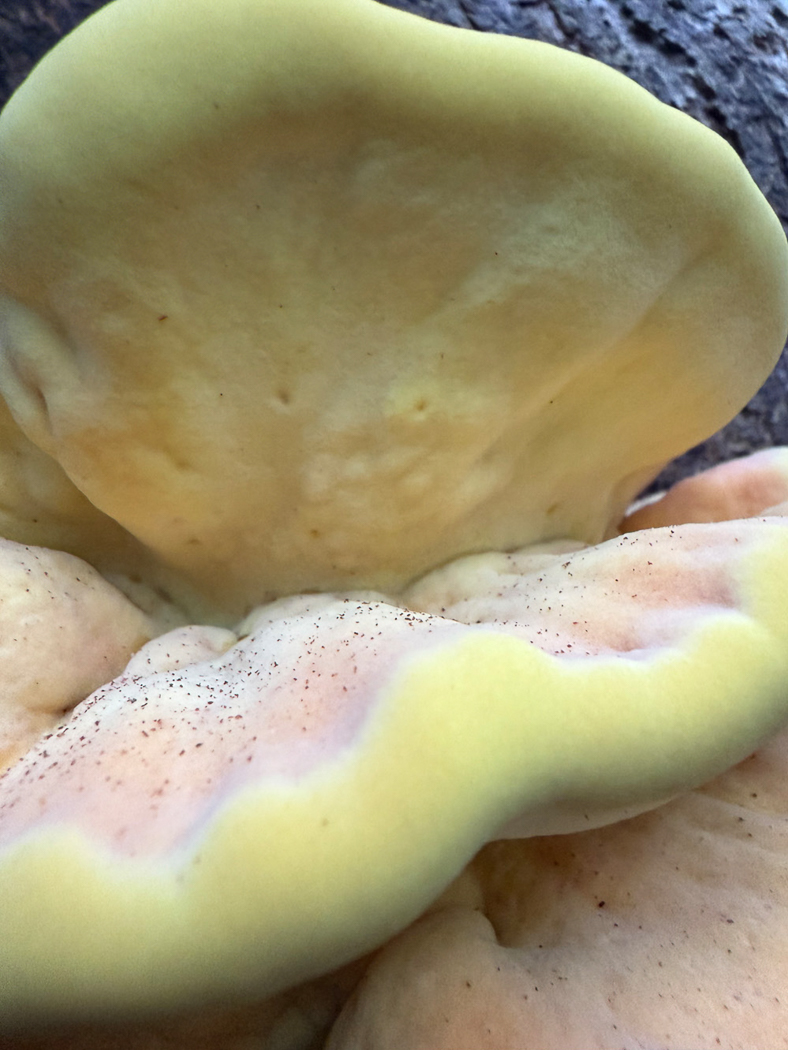 Photo © Sarah Ebdon Laetiporus sulphureus by Sarah Ebdon